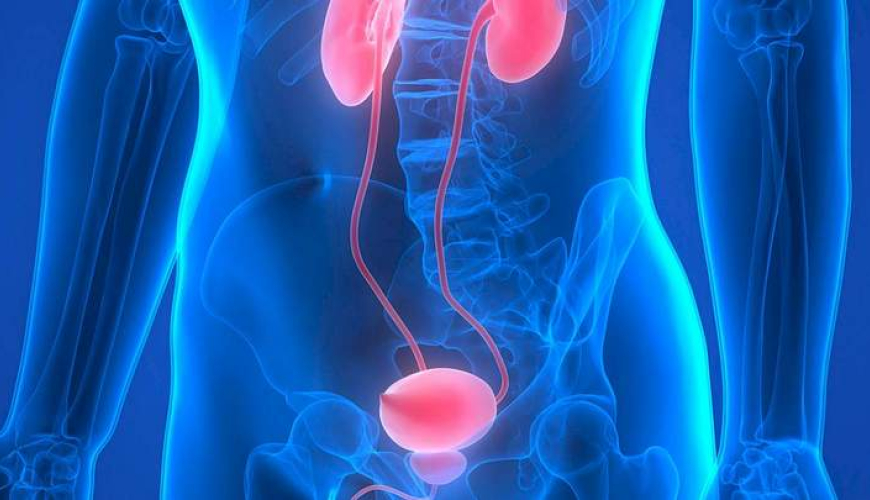 Andrologiya, Uroloq və Androloq, Androloji xəstəliklər, Kişi sonsuzluğu, Cinsi istəyin itirilməsi