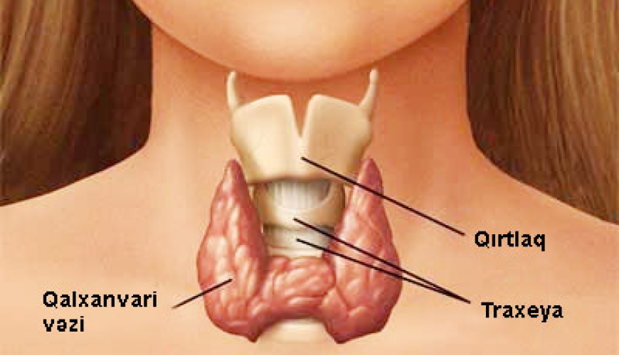 Endokrinoloji xəstəliklər, Zəhərli tənbəl və düyünlü zob xəstəlikləri, zob xəstəlikləri, Qraves xəstəliyi, Düyünlü zob xəstəlikləri