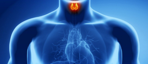 Endokrinologiya nədir, Endokrinologiya, Endokrin sistemi, Endokrin vəzlər