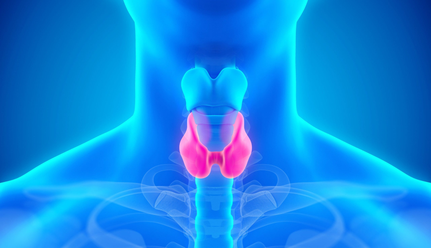 Endokrinologiya və dietologiya, zob xəstəlikləri, Mədəaltı vəzi, Böyrəküstü vəzi, kişilərdə süd vəzinin həddən artıq böyüməsi