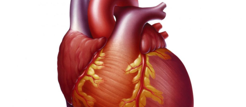 Kardiologiya,Ürək-damar sistemi, Kardiologiya sahəsi, Kardioloqlar, Ürək çatışmazlığı