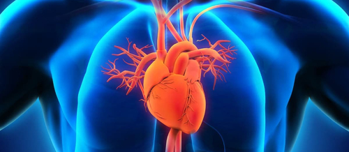 Kardiologiya, Kardioloji Prosedurlar, Kardioloq, Həkim Kardioloq, Kardioloji testlər