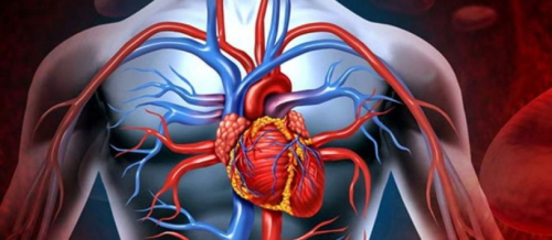 Ürək xəstəlikləri, damar xəstəlikləri, Əzələ sistemi xəstəlikləri, Qapaq xəstəlikləri, kardiologiya