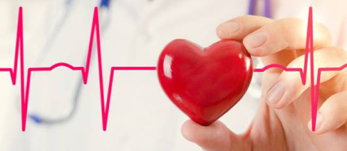 Ürək-damar sistemi xəstəlikləri, Qan damarları və onların təmizlənməsi, Elastiki tipli arteriyalar, Əzələ tipli arteriyalar