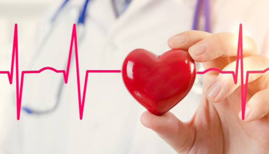 Ürək-damar sistemi xəstəlikləri, Qan damarları və onların təmizlənməsi, Elastiki tipli arteriyalar, Əzələ tipli arteriyalar