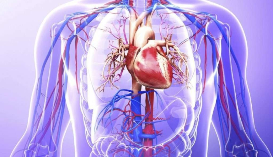 Kardioloji xəstəliklər, Anadangəlmə ürək qüsurları, ürək xəstəliklərinin müalicəsi və diaqnostikası, Kardiologiya, həkim-kardioloq