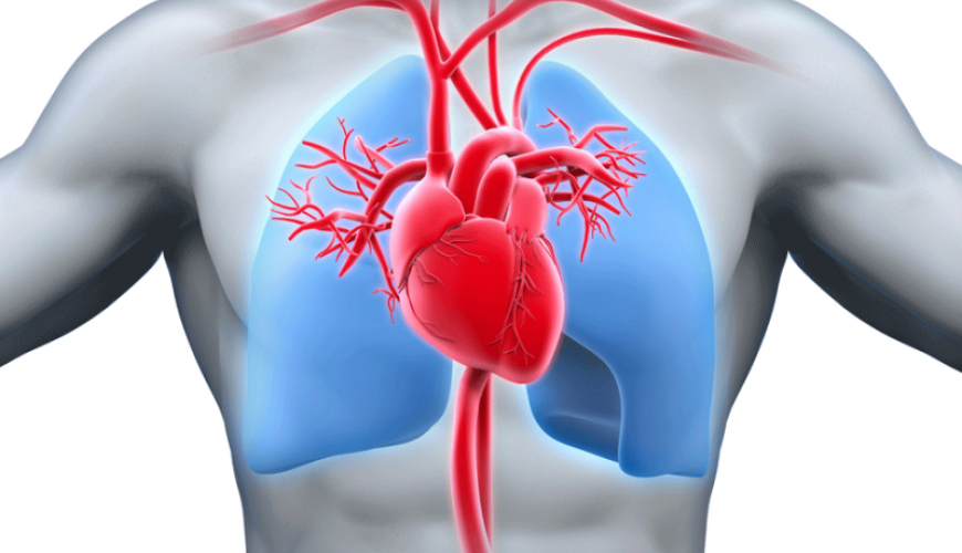 Kardiologiya, Elektrokardioqrafiya, EKQ, Exokardioqrafiya, Ürək-damar sistemi xəstəlikləri, Təngnəfəslik